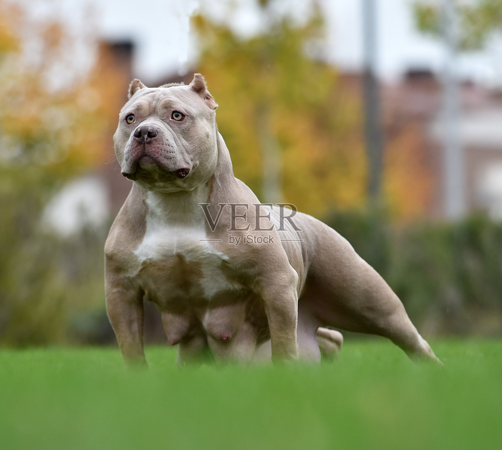 美国恶霸的口袋里照片摄影图片