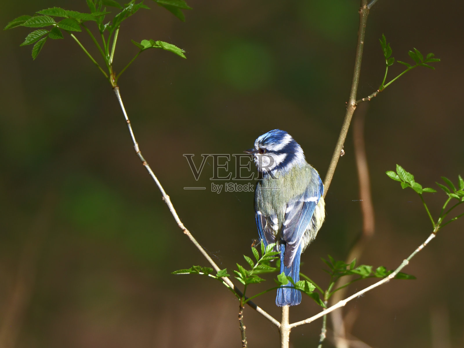 欧亚蓝山雀，青色蓝山雀，栖息照片摄影图片