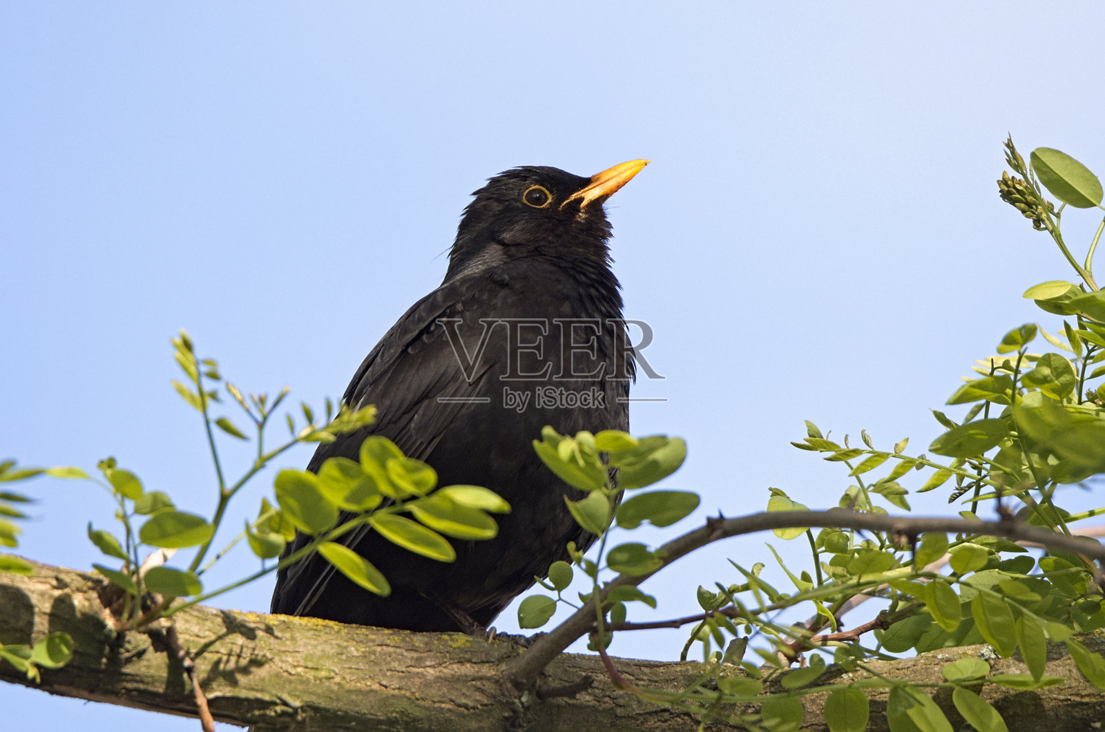 一种常见的黑鸟，在栖木上唱歌照片摄影图片