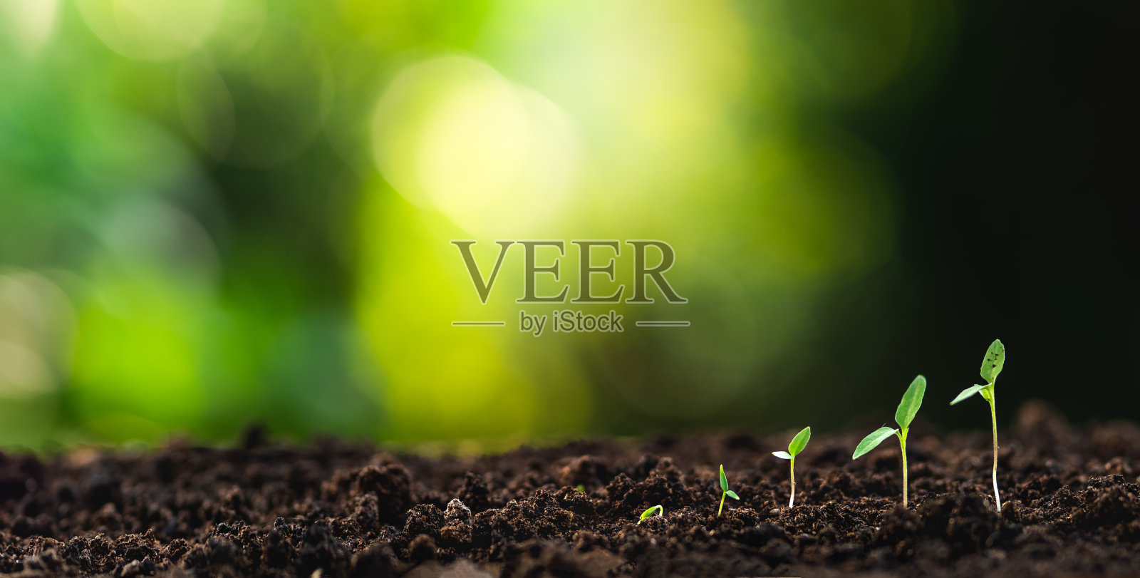 树木生长在自然和美丽的照明-照片摄影图片