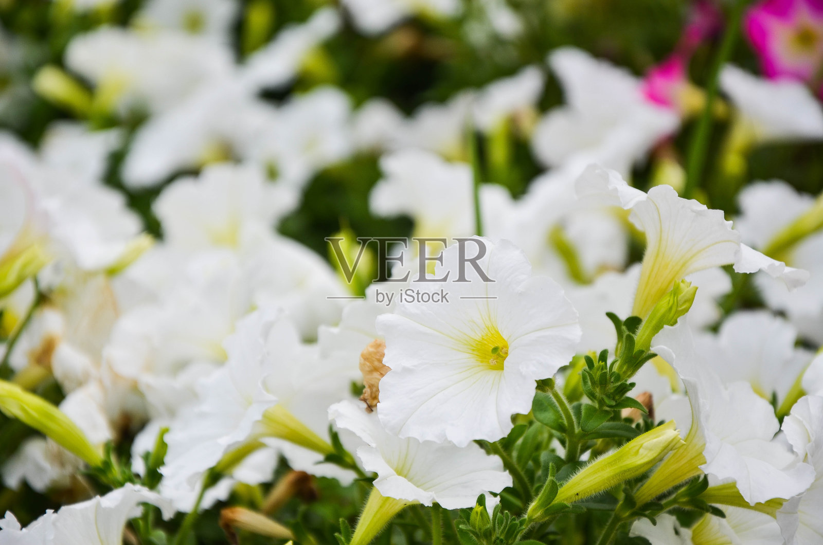 公园里的白色矮牵牛花。照片摄影图片