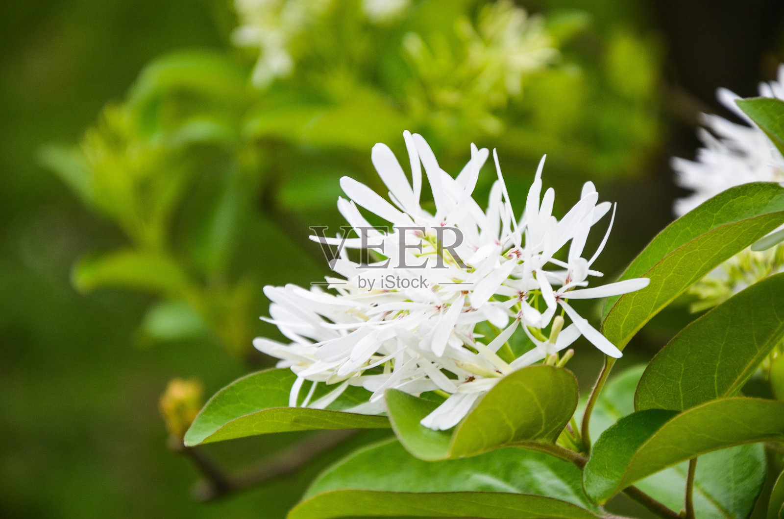 公园里的雪莲。照片摄影图片