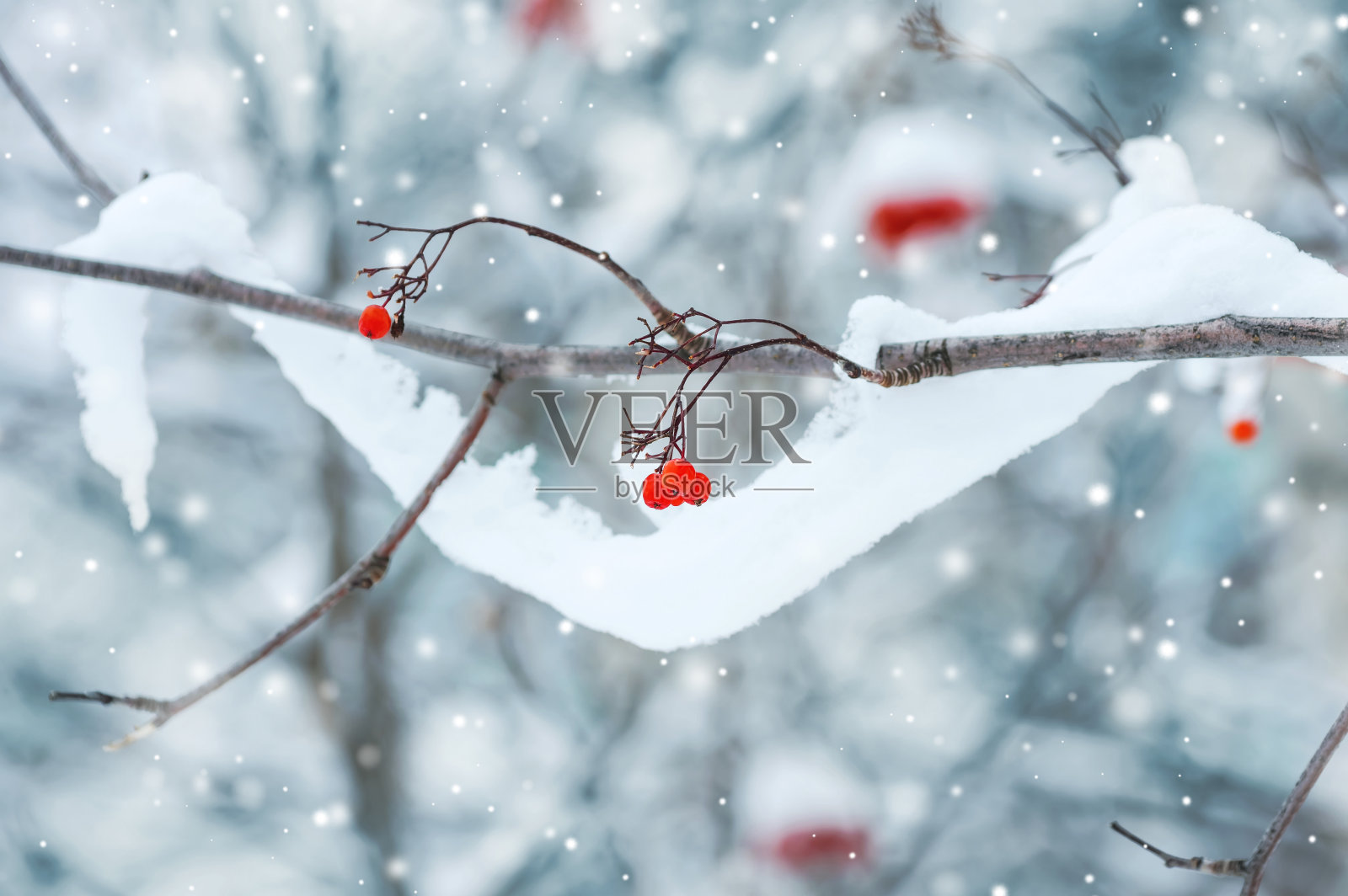 雪的花楸树照片摄影图片