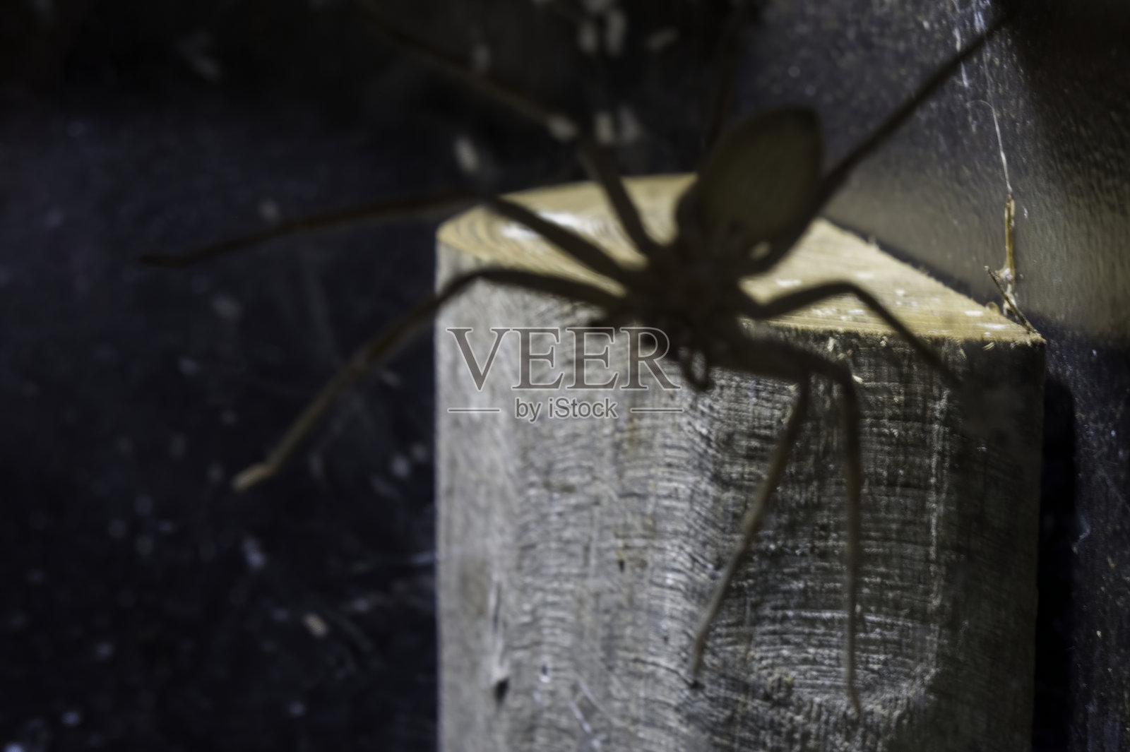 镜头上的可怕蜘蛛照片摄影图片