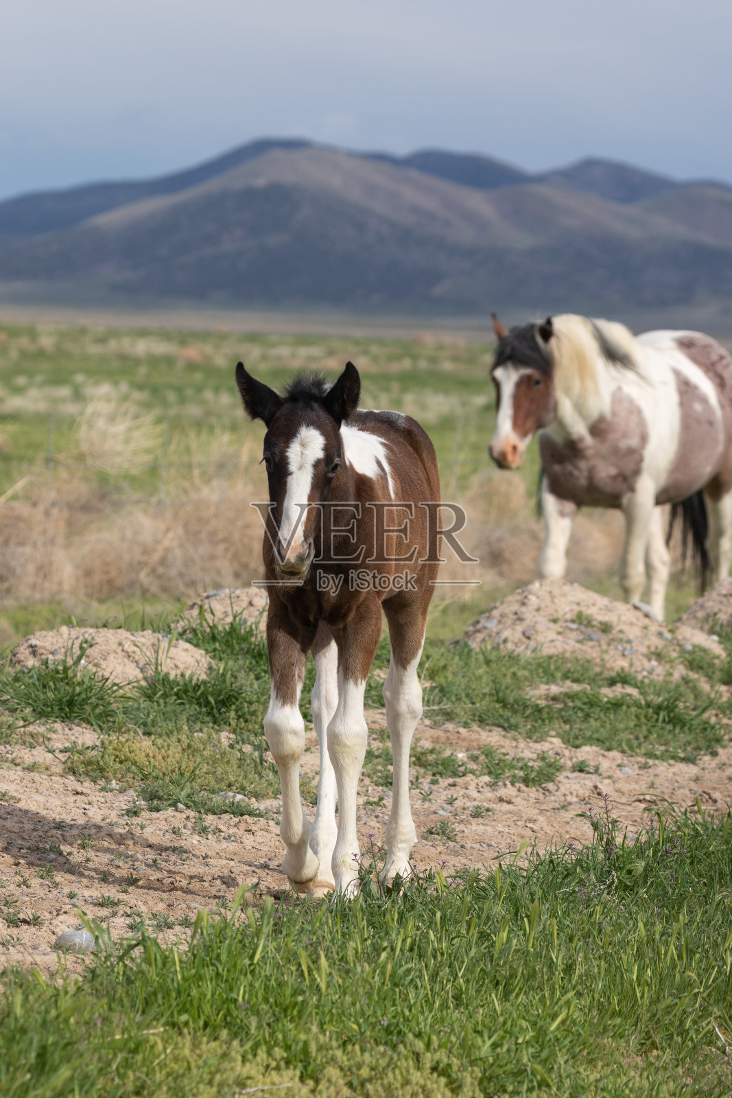 可爱的小野马在春天照片摄影图片