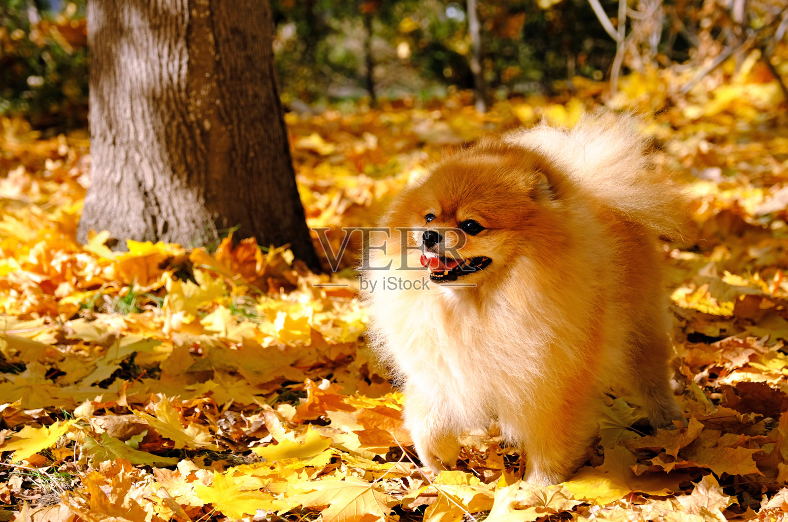 博美犬秋天照片摄影图片