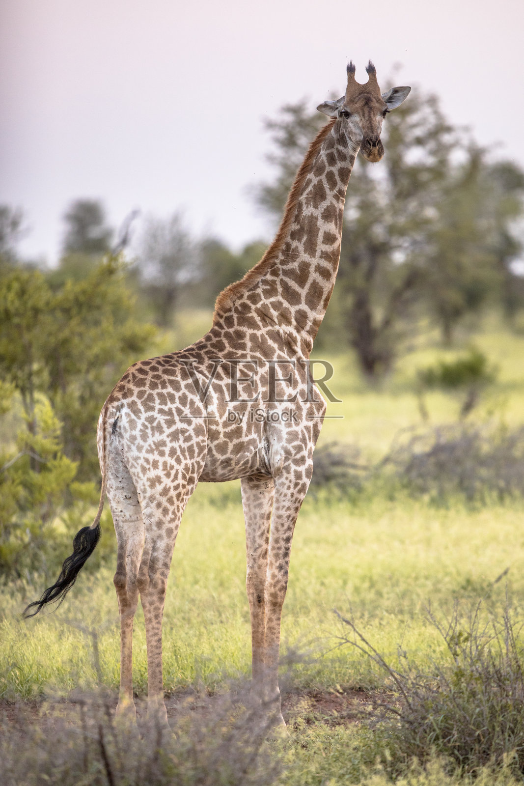 长颈鹿站在柔和的夕阳下照片摄影图片