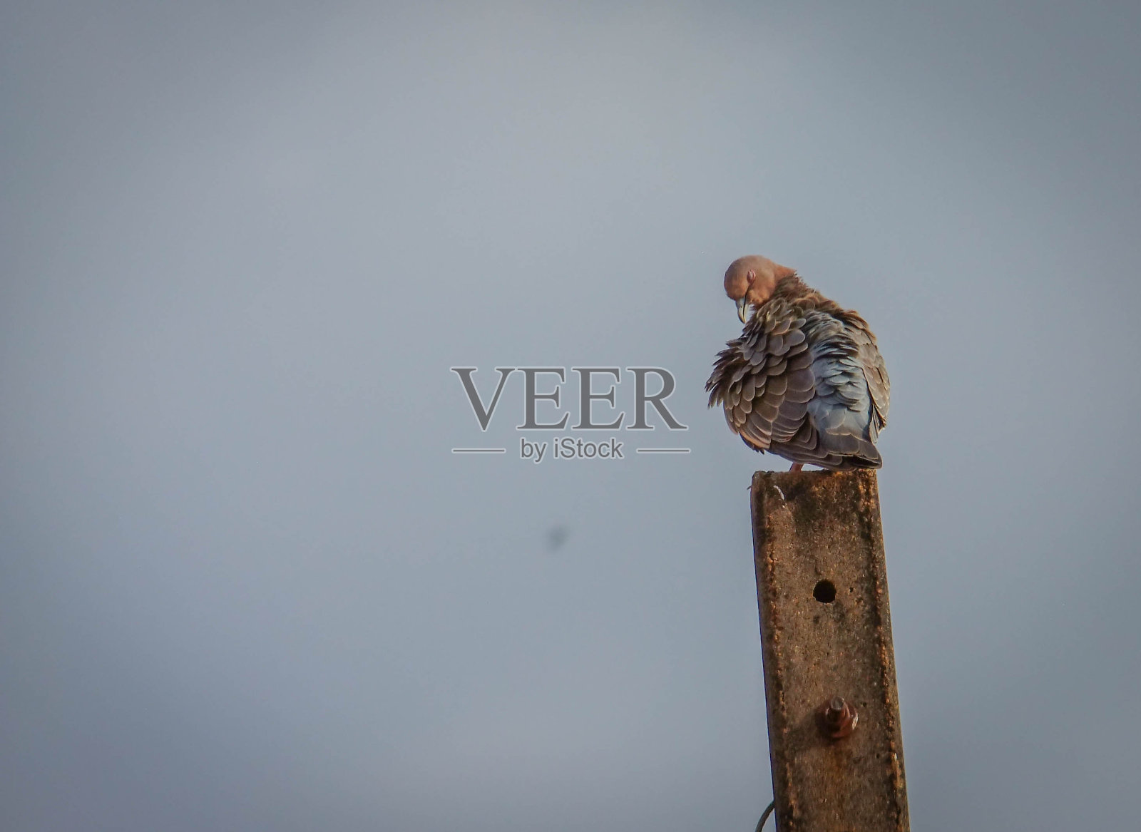 白色翅膀的鸽子照片摄影图片