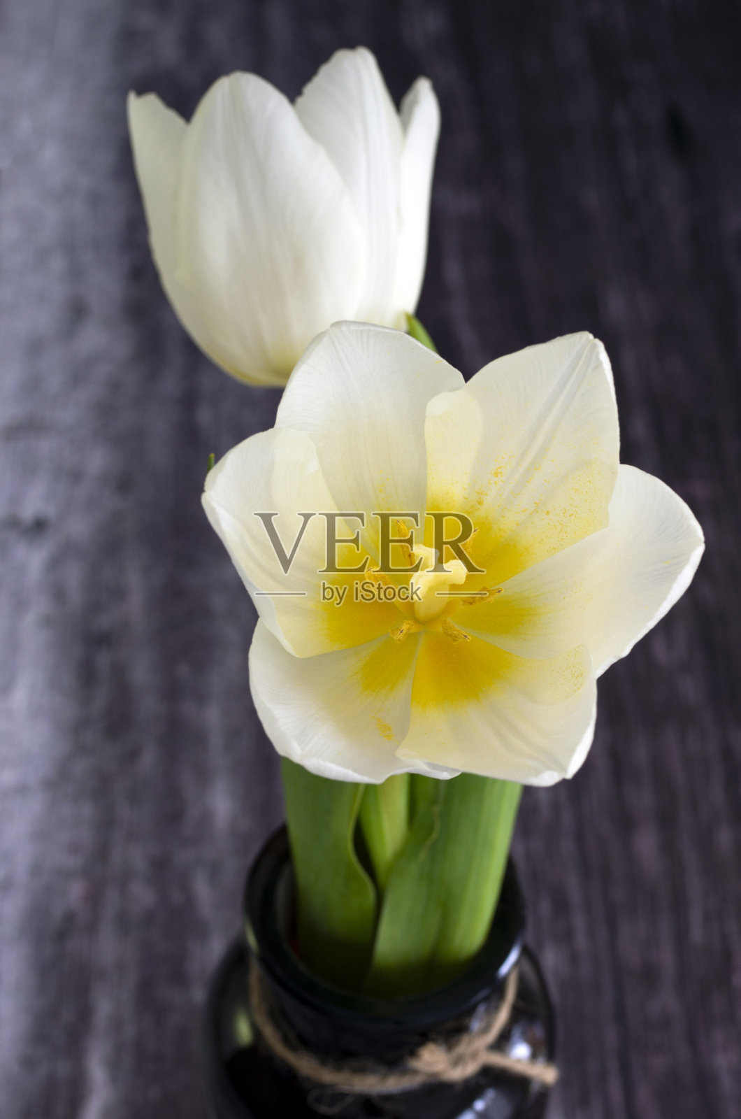 木质背景上的白色郁金香照片摄影图片