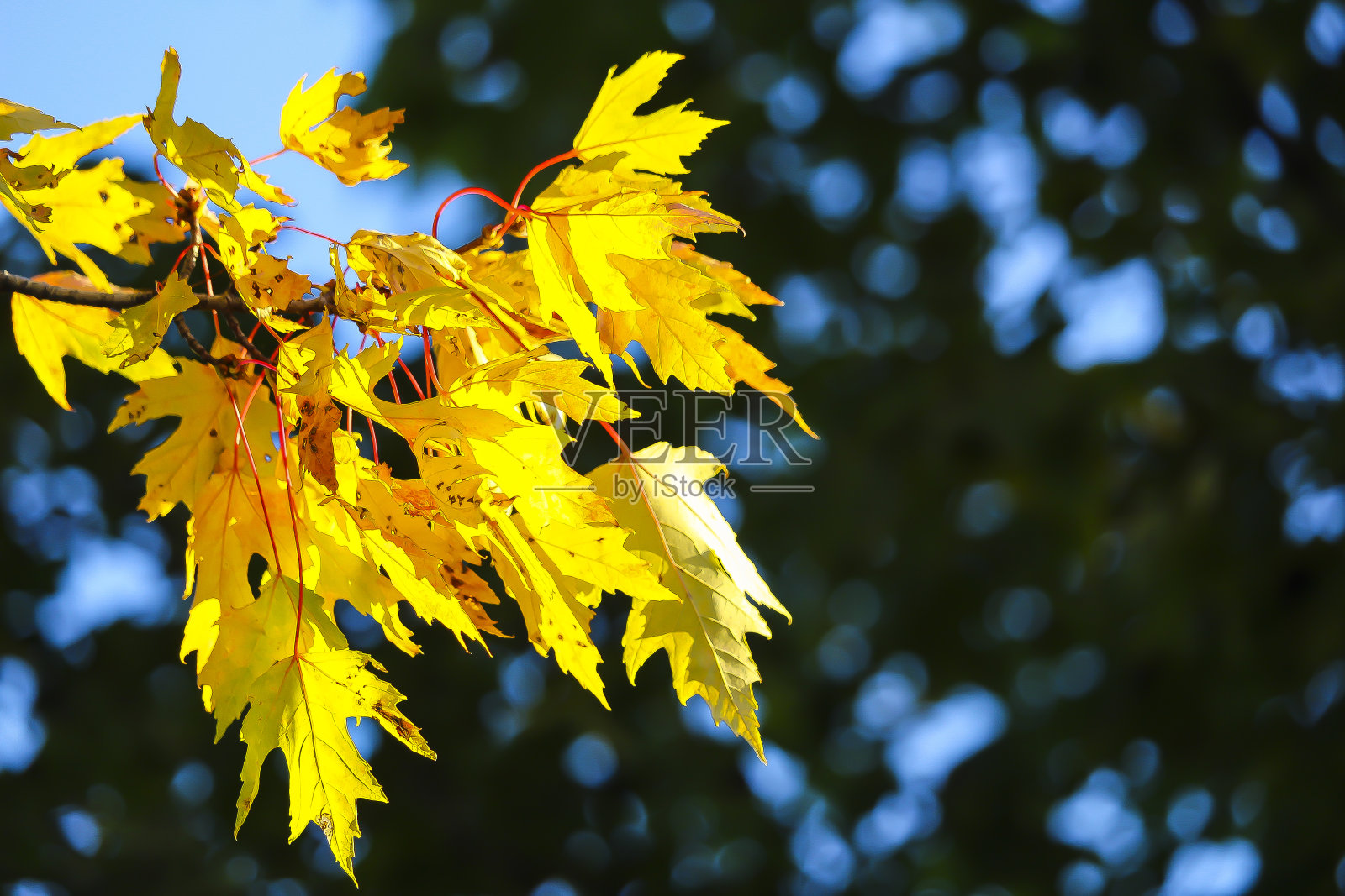 秋天五颜六色美丽的枫叶照片摄影图片