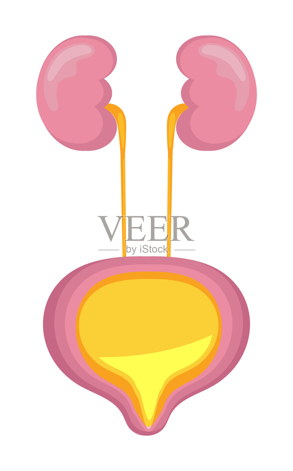 膀胱图标、扁平符号显示。膀胱炎，尿石症，肾下垂，肾功能衰竭。插画图片素材