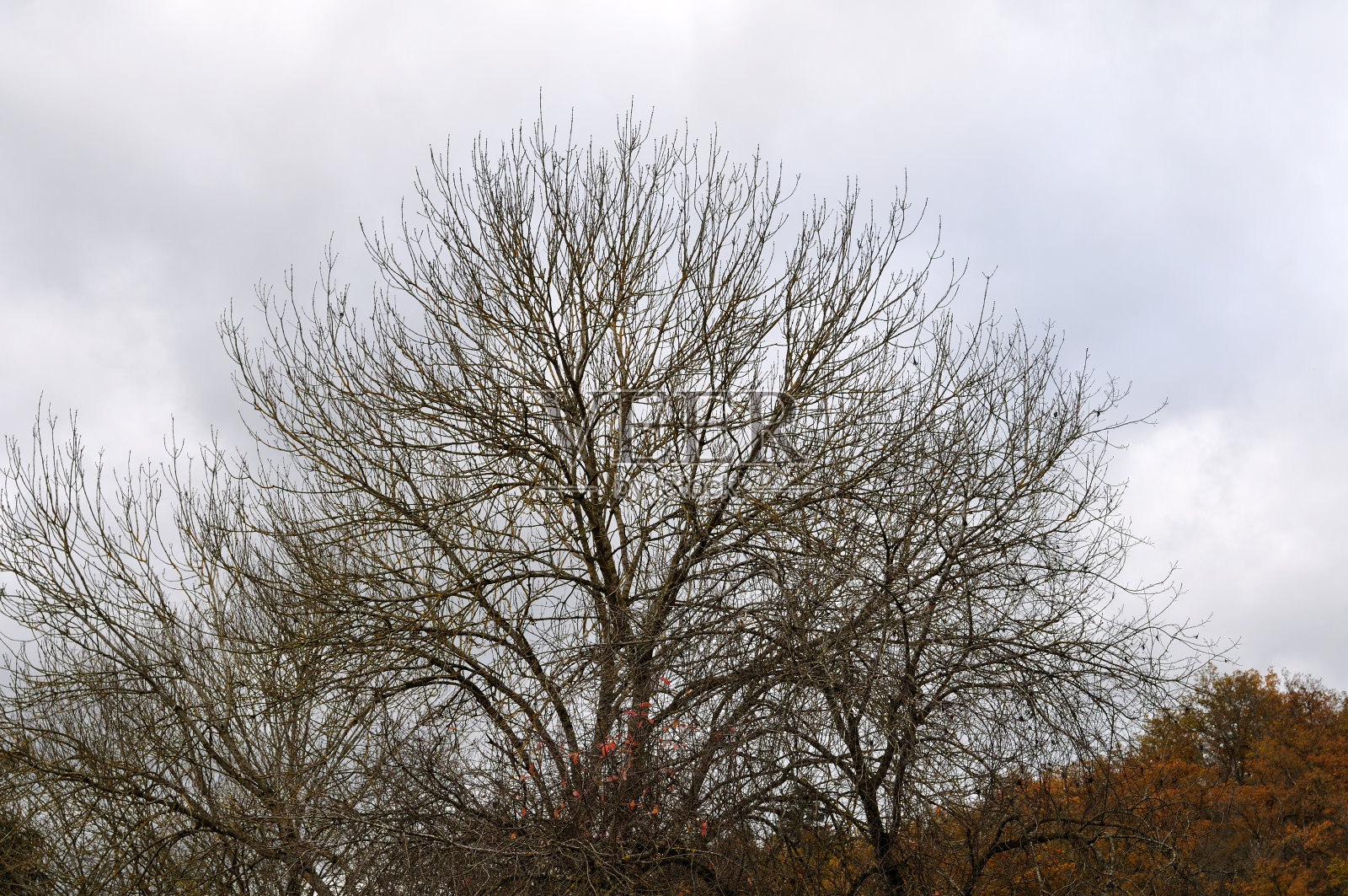 秋天光秃秃的树冠照片摄影图片