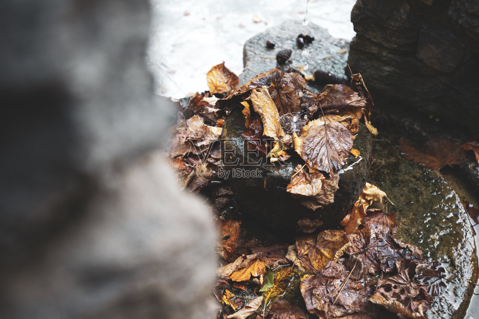 喷泉的水滴在树叶上照片摄影图片