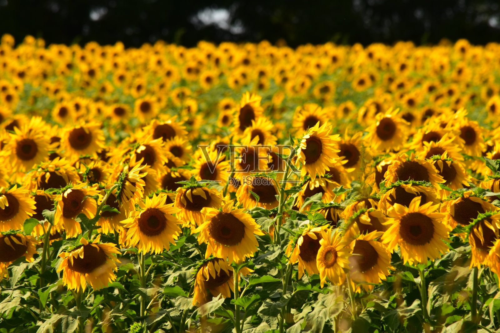 向日葵田，珀斯县，安大略省照片摄影图片