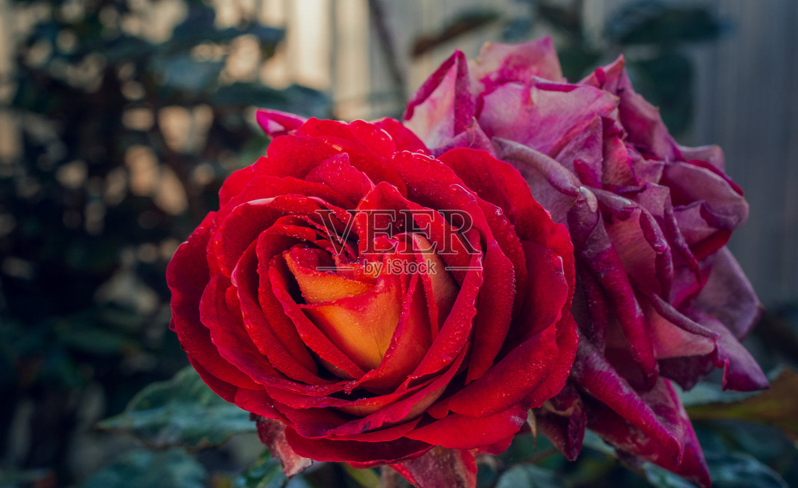 玫瑰照片摄影图片