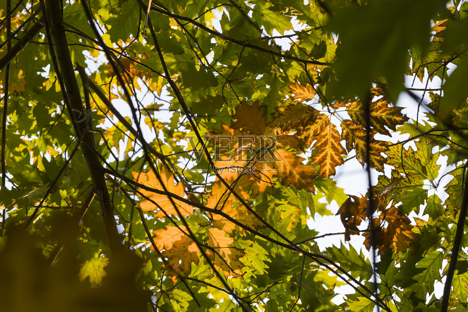 秋天大自然照片摄影图片