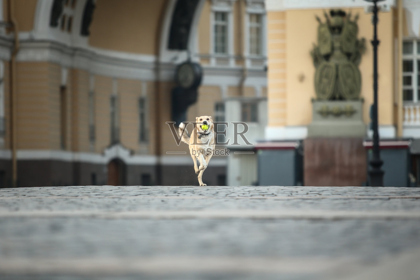 快乐的成年牧羊犬嘴里含着玩具在日落的街道上奔跑照片摄影图片