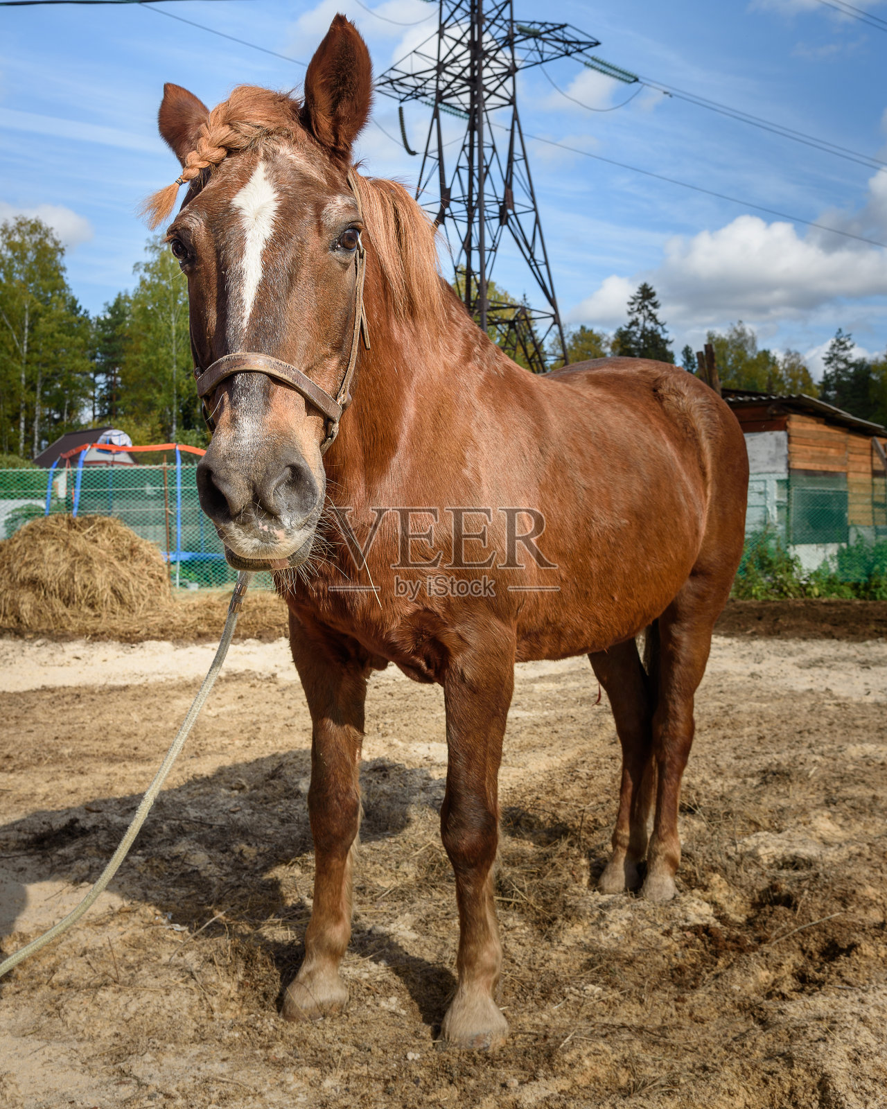 梳着辫子的栗色马照片摄影图片