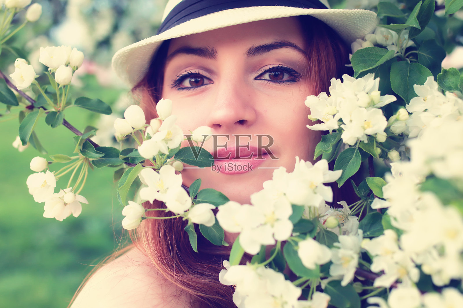 雌花在苹果树上照片摄影图片