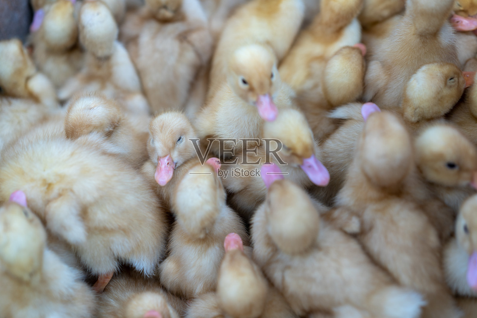 小鸭子。许多孩子在家禽饲养场打野鸭照片摄影图片