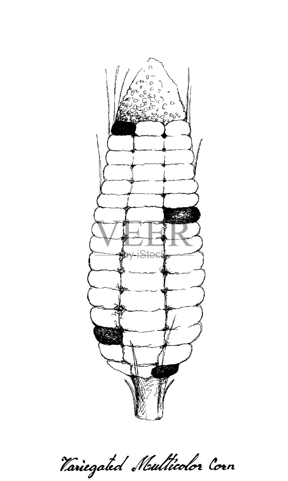 手绘杂色玉米或多色玉米插画图片素材