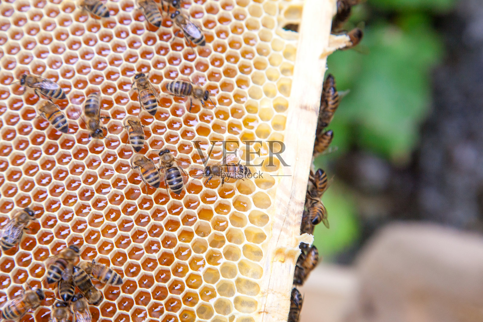 近距离观察工作的蜜蜂在蜂窝与甜蜜的蜂蜜。照片摄影图片