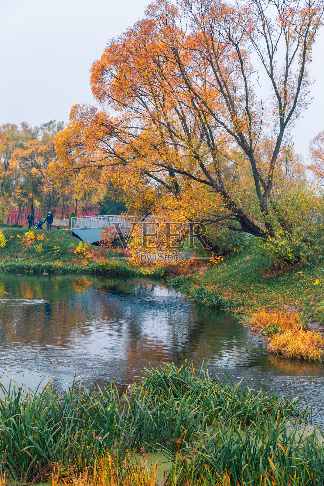 丰富多彩的秋天的公园。秋天的公园里，黄叶的秋树。别。俄罗斯。照片摄影图片