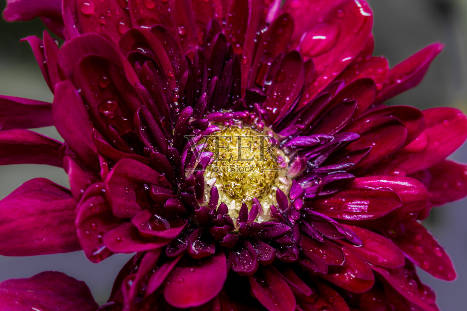 红色菊花照片摄影图片