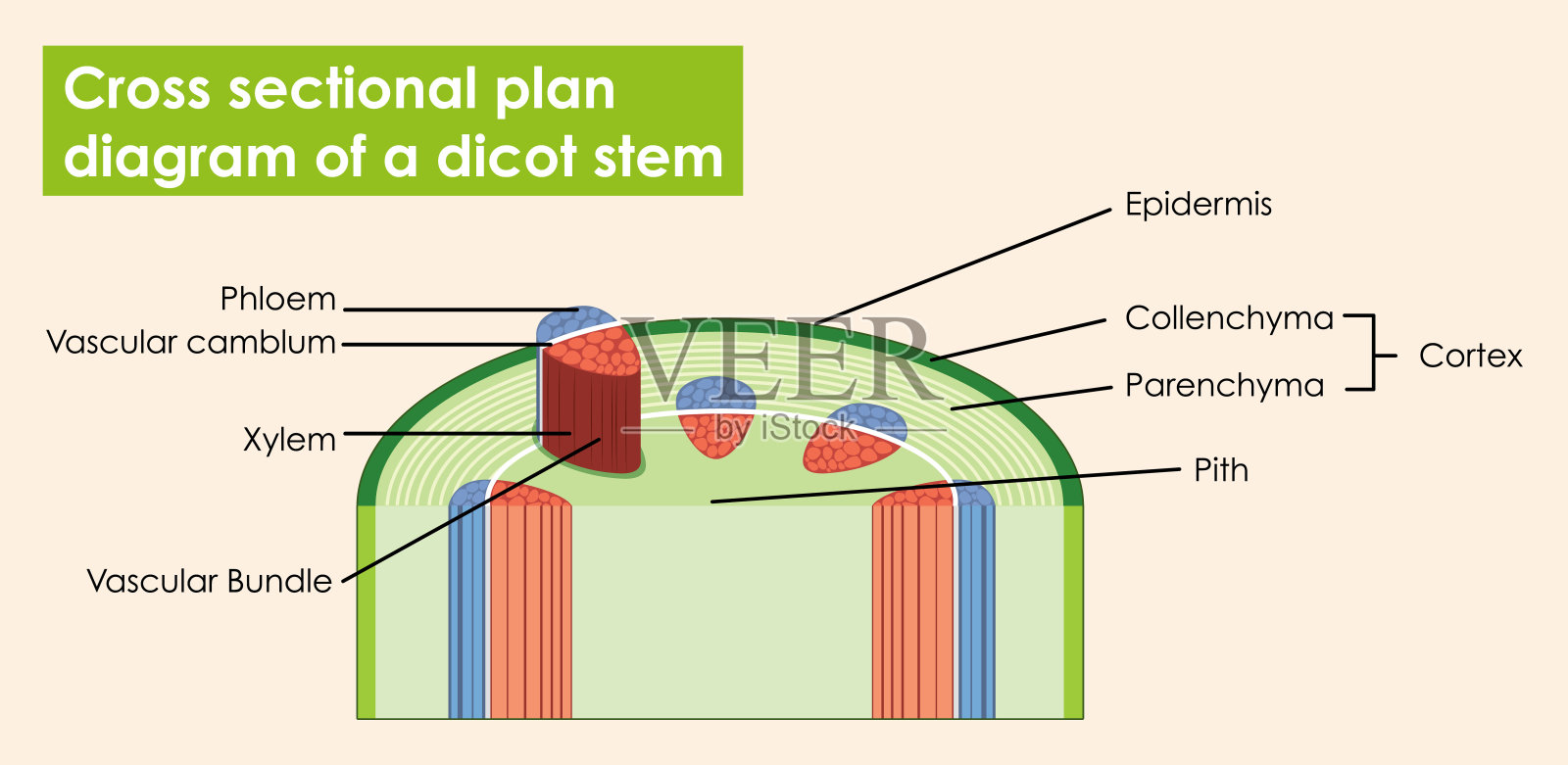 双子叶茎的横切面图插画图片素材