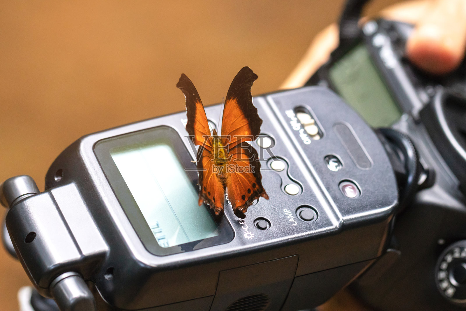 美丽的蝴蝶在微距闪光。摄影师在森林里拍照。照片摄影图片