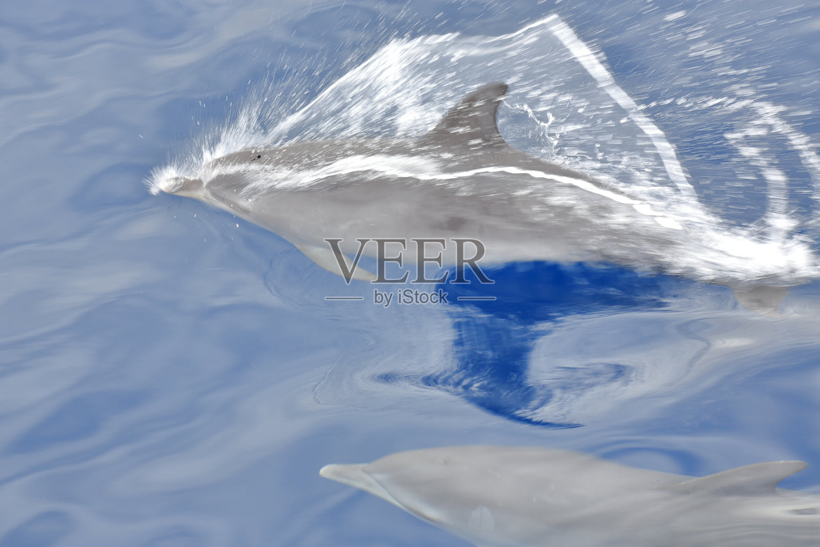 海豚照片摄影图片