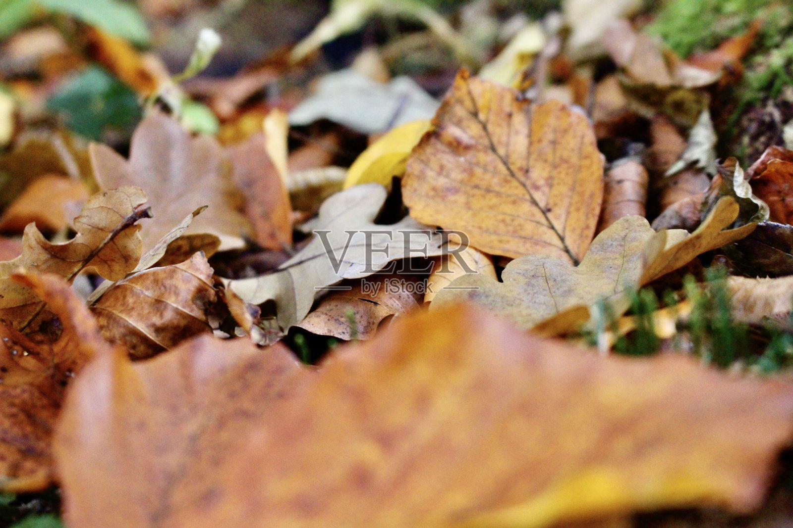 地上的树叶/山毛榉树叶/模糊的/特写照片摄影图片