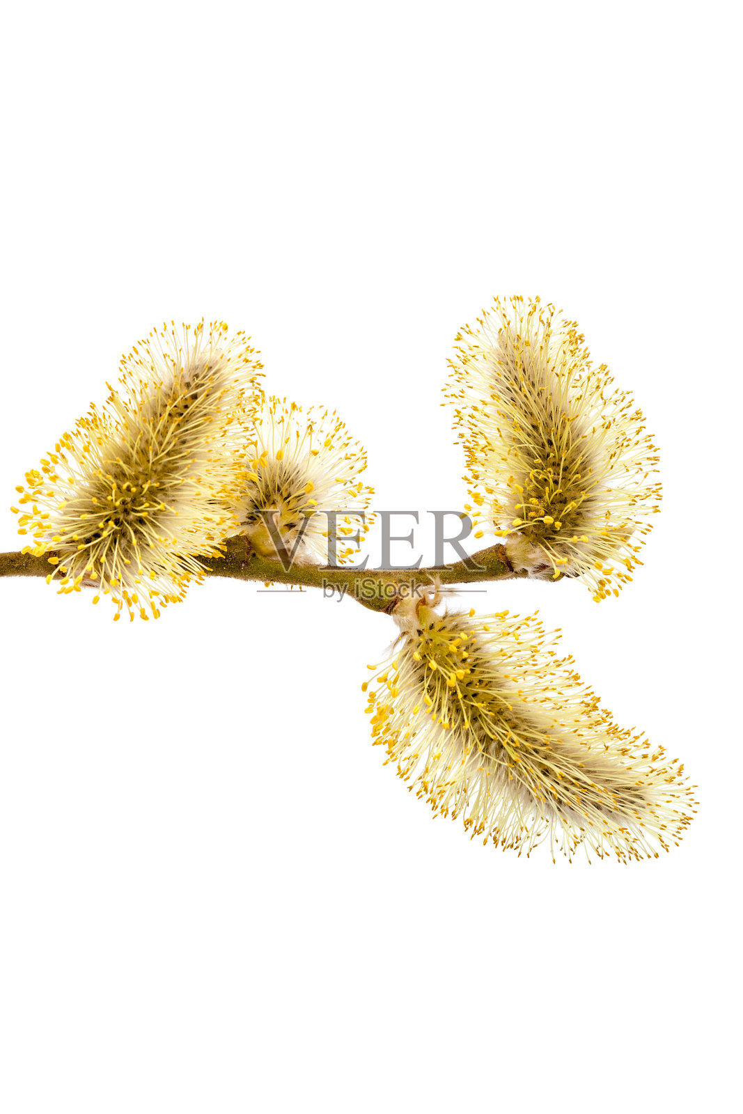 开花柳枝孤立在白色背景上照片摄影图片