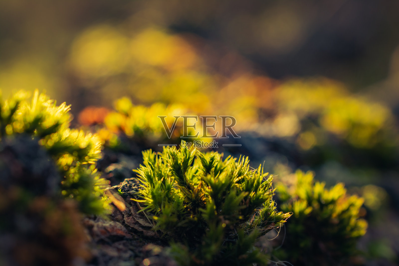 自然之美照片摄影图片