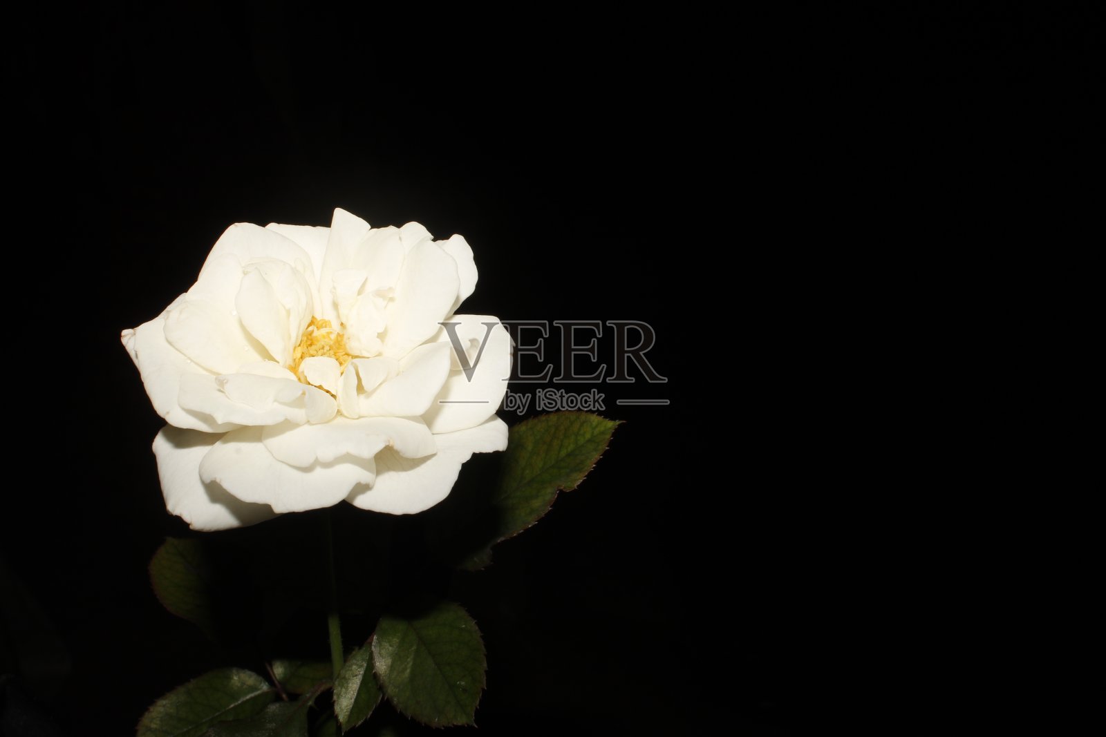 黑色背景下的白玫瑰花。照片摄影图片