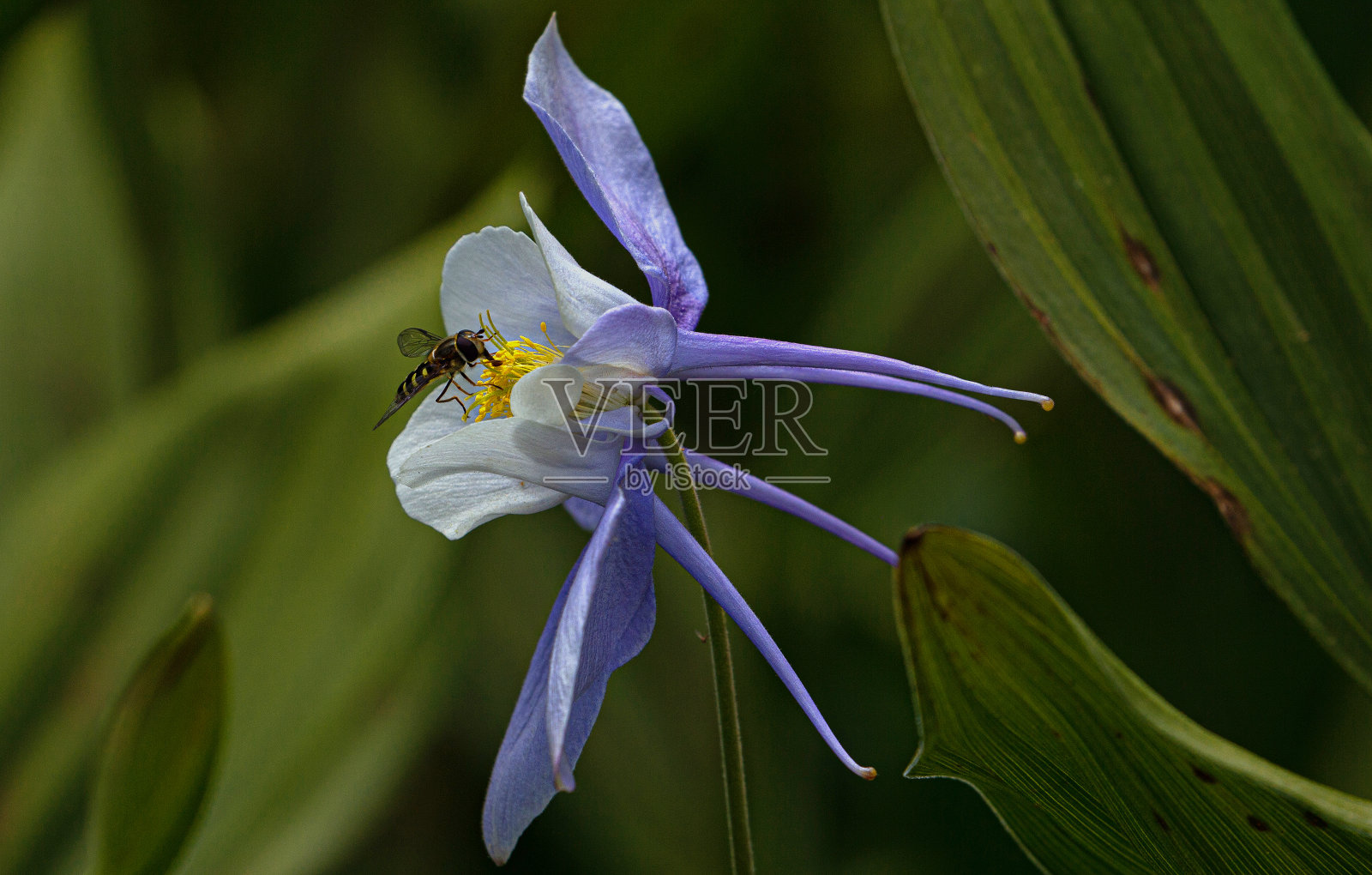 蜜蜂在紫色耧斗菜野花中寻找花蜜，在扬基男孩盆地，斯奈弗尔斯山荒野，科罗拉多州奥雷照片摄影图片