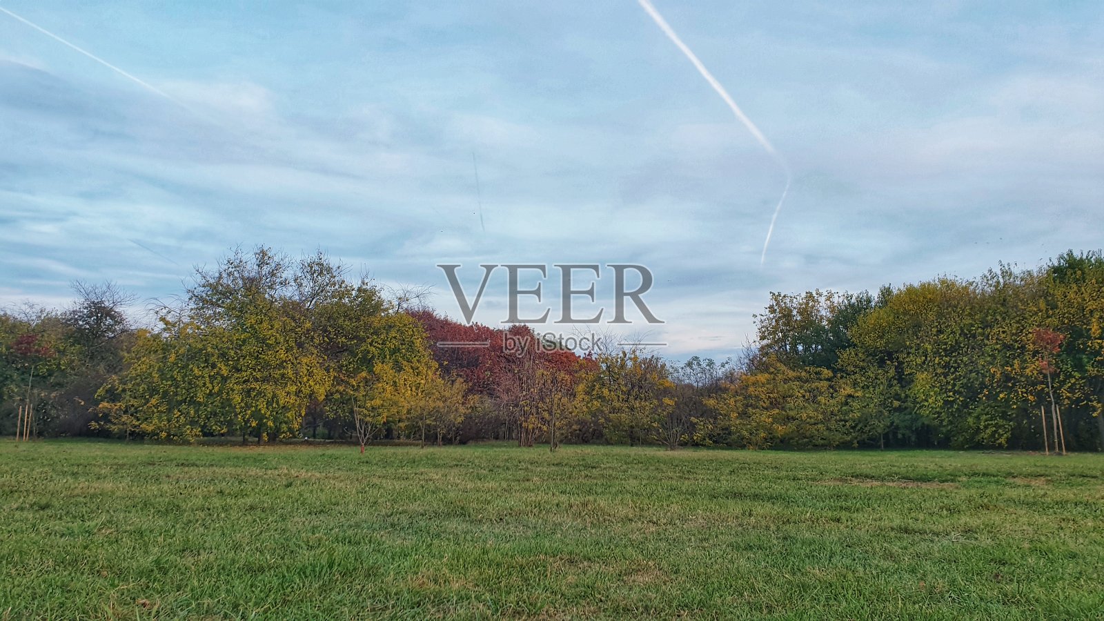 林木线照片摄影图片