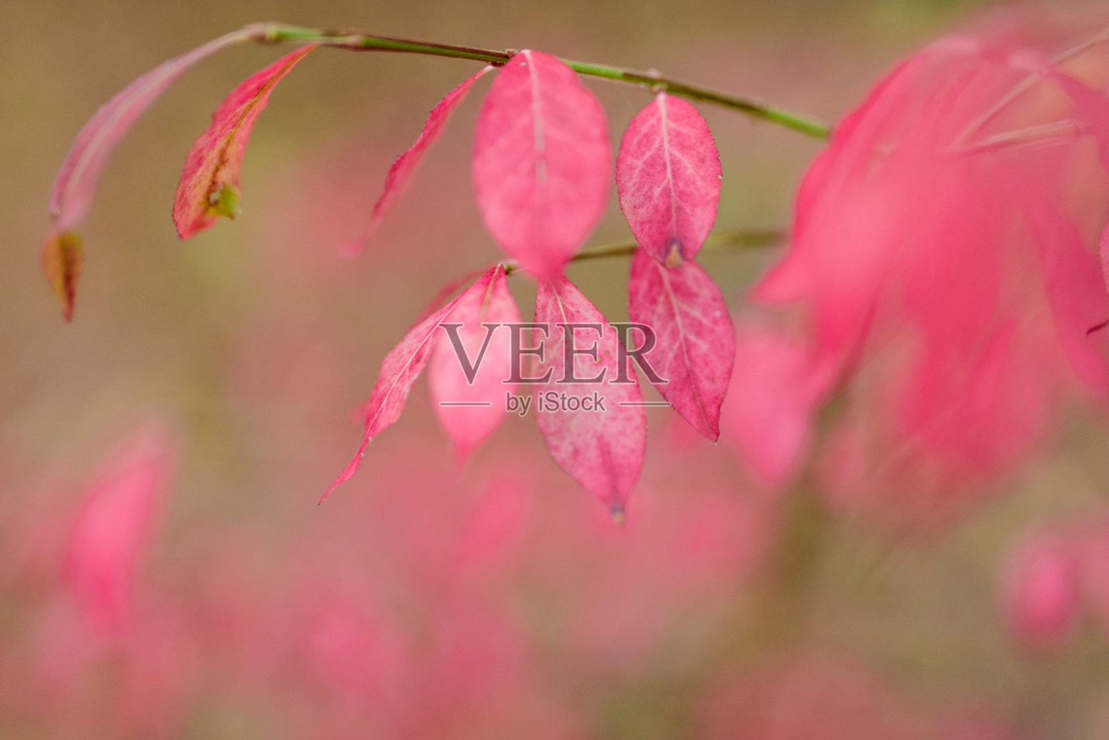 秋天粉红色的树叶在森林里。景深浅。照片摄影图片