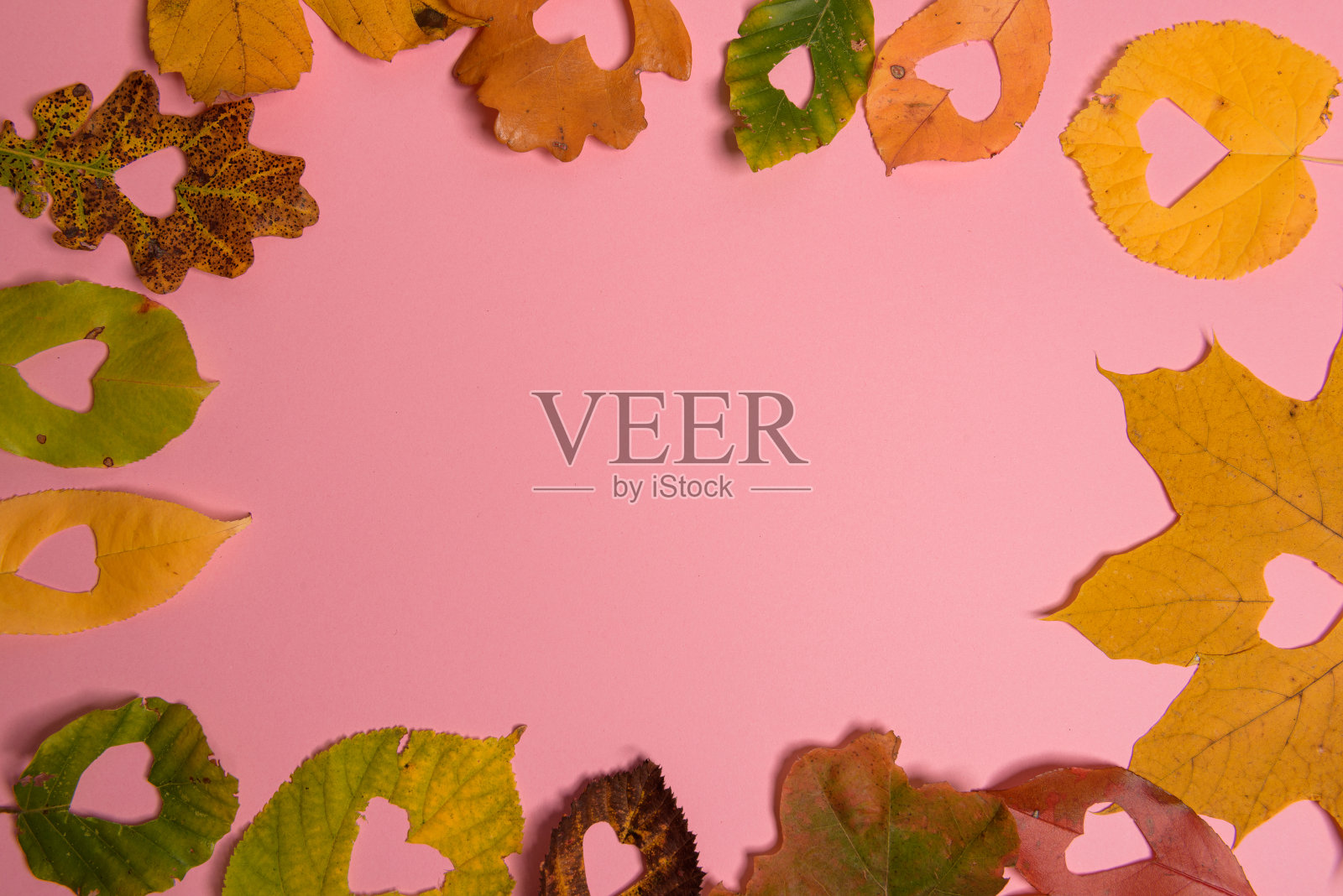 背景组秋叶橙色、绿色、黄色和棕色。在中间的粉红色背景上剪出心形。工作室拍摄。从以上观点。水平方向。本空间照片摄影图片