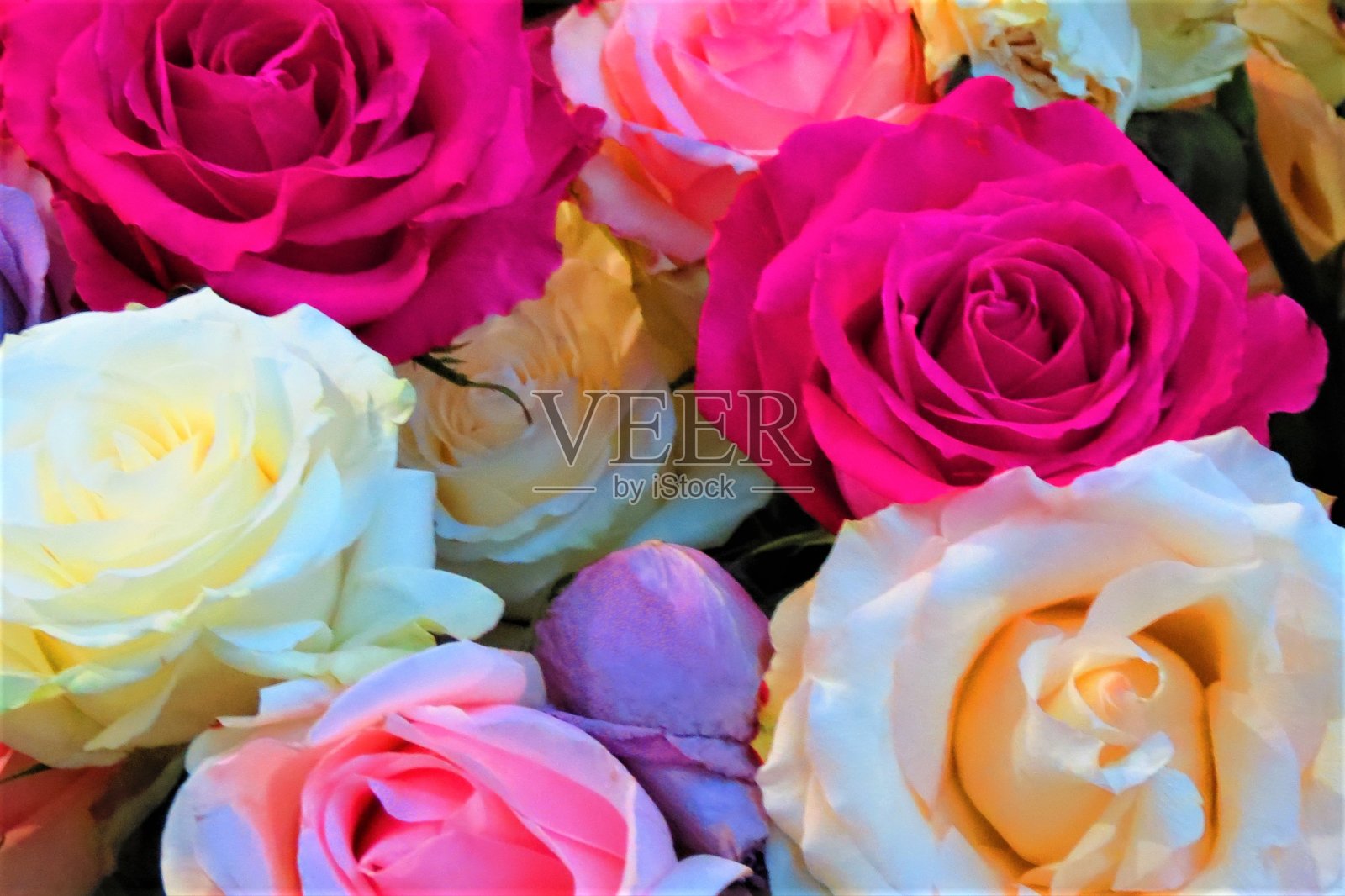 美丽的色彩鲜艳的玫瑰。花的背景。照片摄影图片