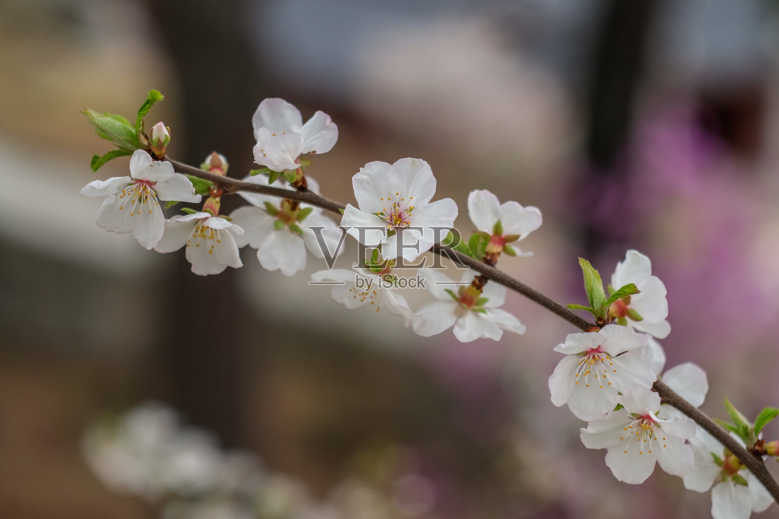 樱花照片摄影图片