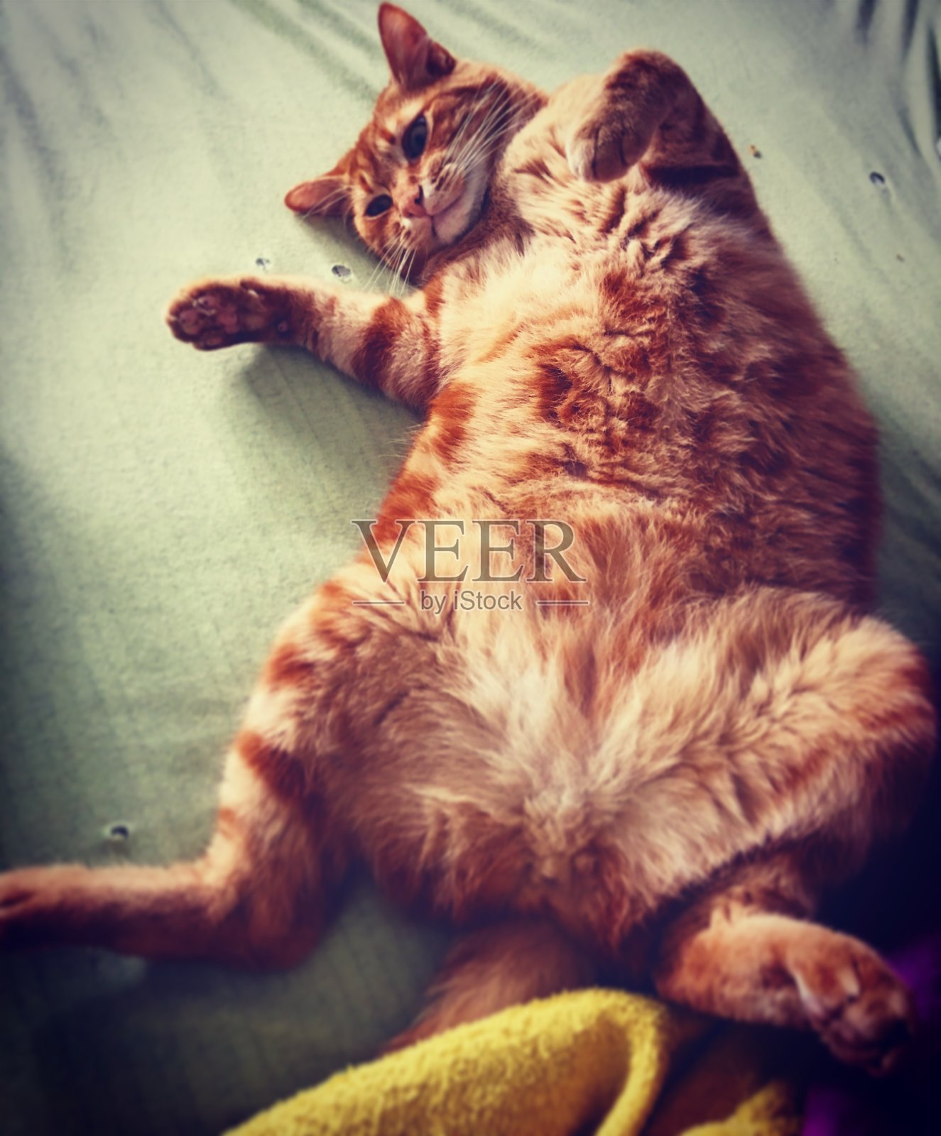 姜的猫照片摄影图片