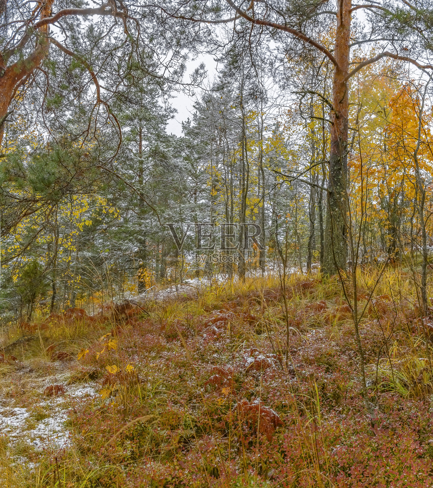 卡累利阿的第一场雪照片摄影图片