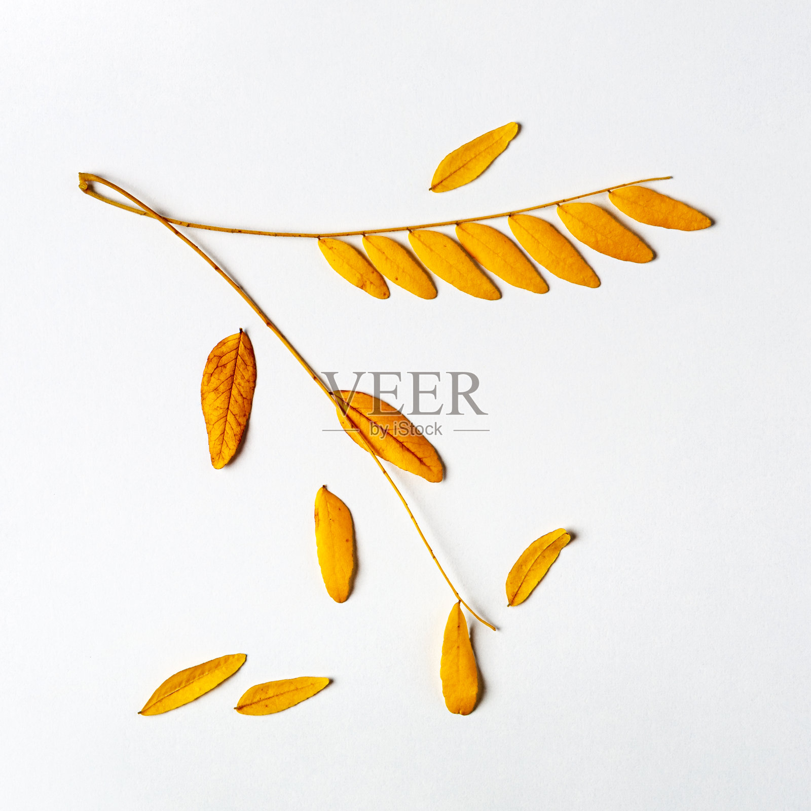 金合欢叶秋天组成照片摄影图片