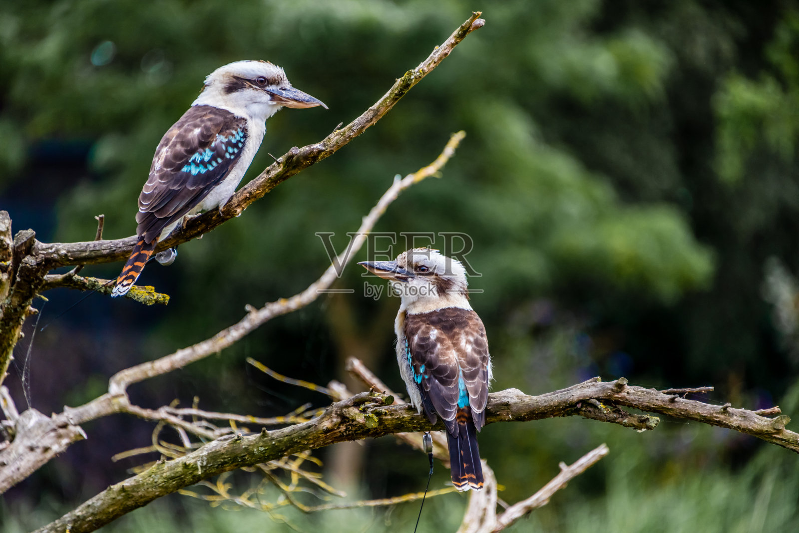 来自澳大利亚的笑翠鸟从不同的方向看照片摄影图片