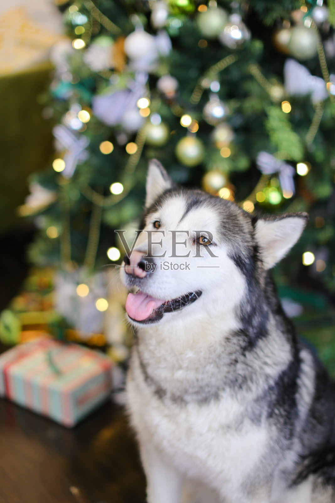 成年哈士奇与圣诞树的背景照片摄影图片