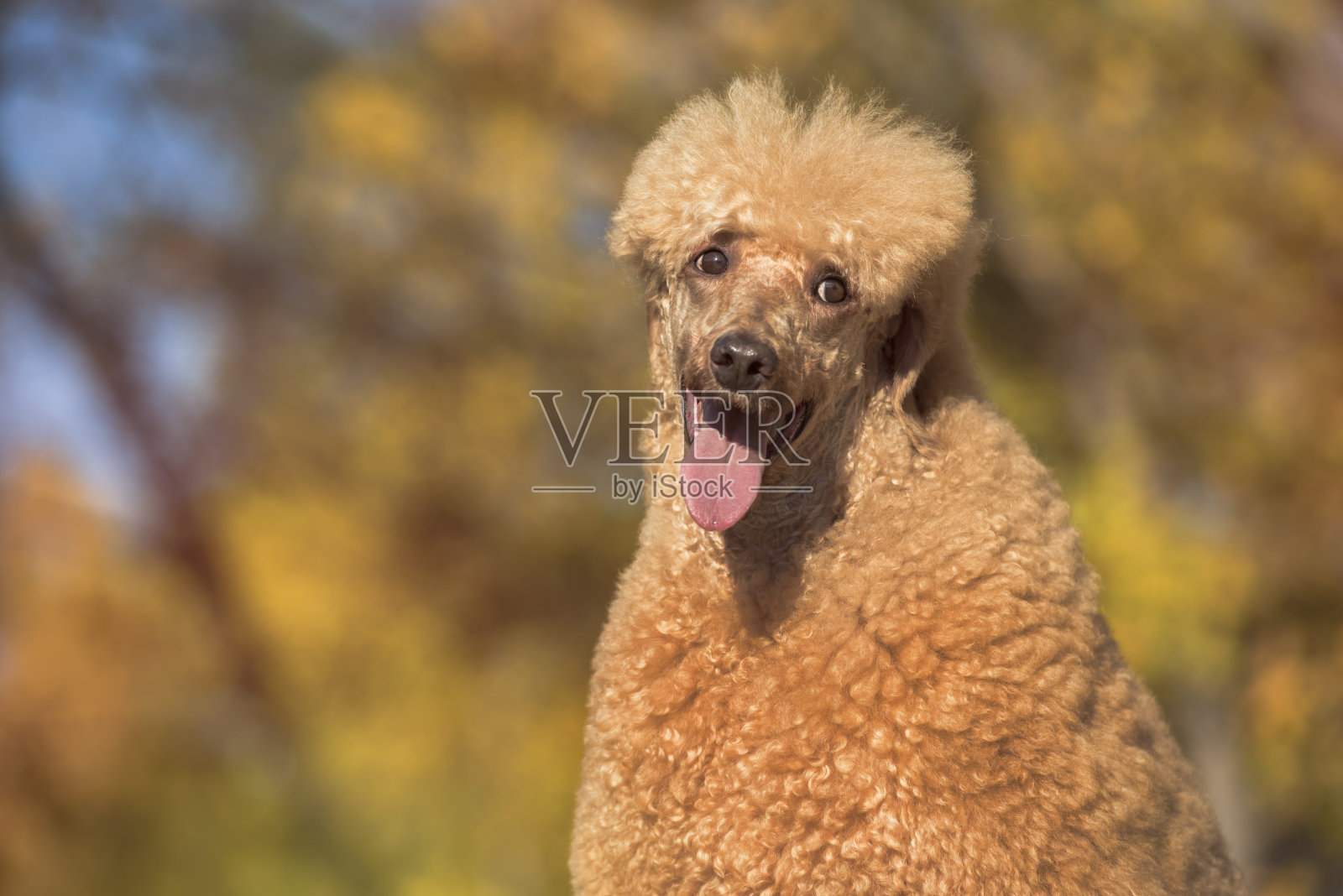 公园里的标准狮子狗画像照片摄影图片