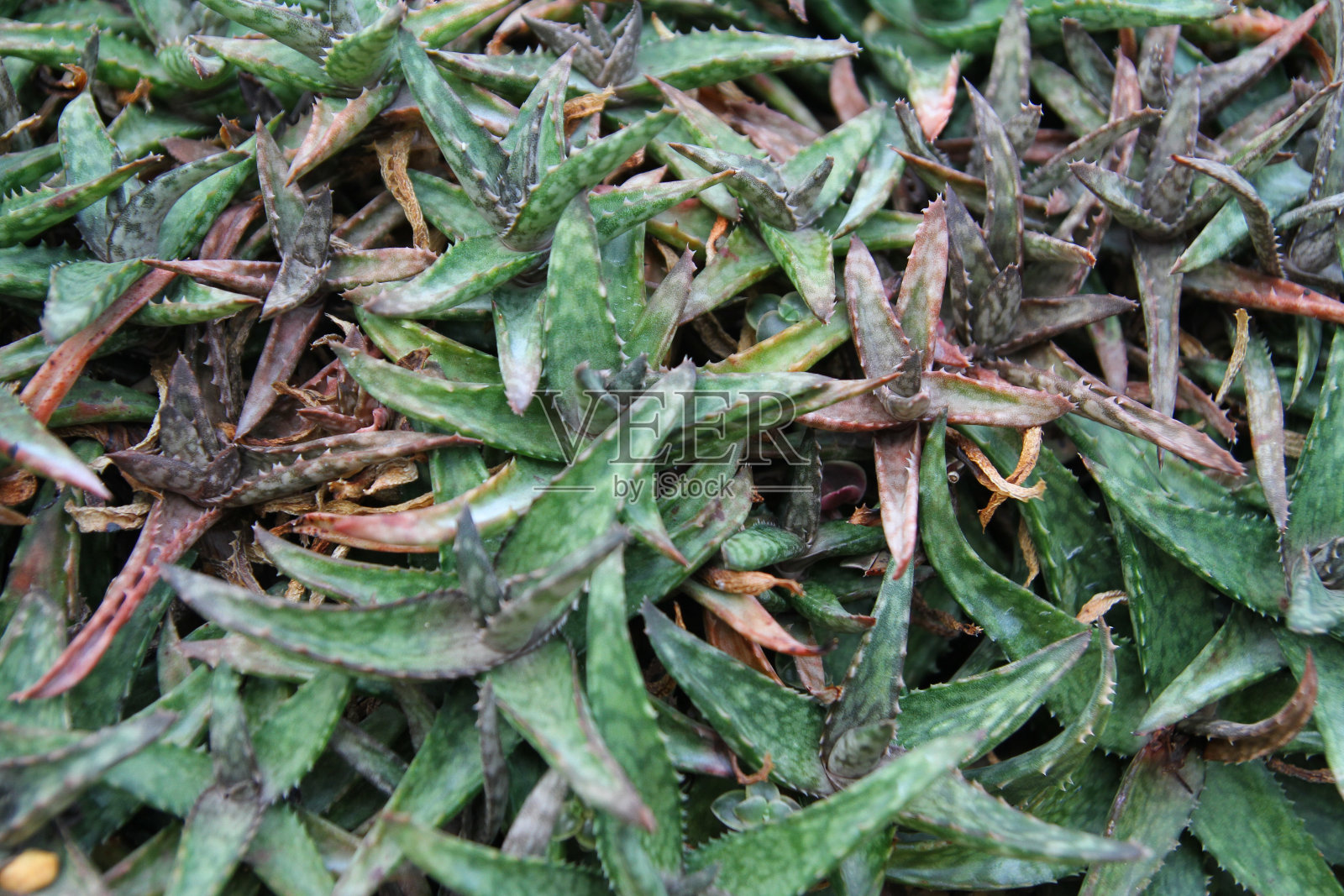 亲近精致的芦荟植物为自然背景照片摄影图片