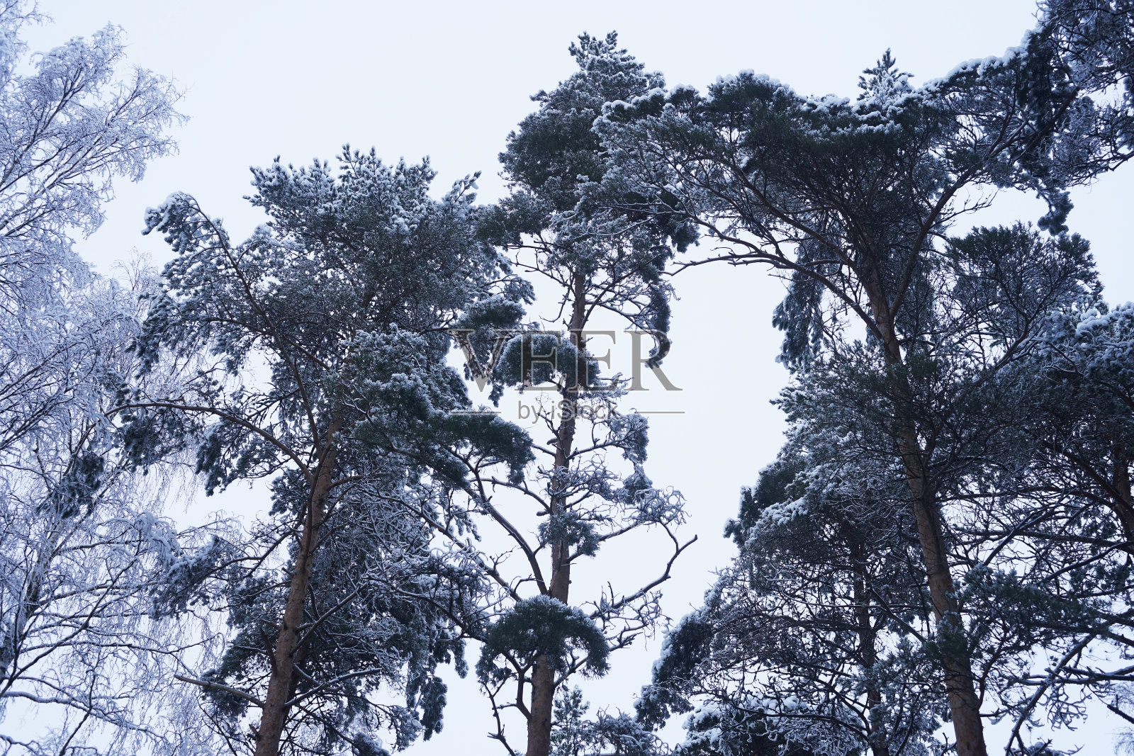 松树和雪照片摄影图片
