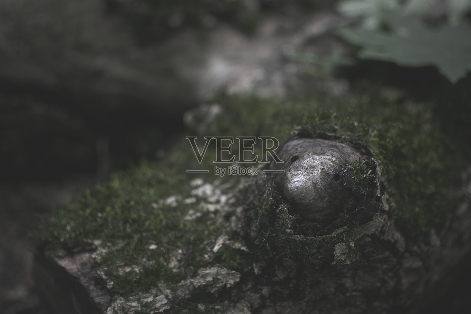 密封口鼻。照片摄影图片